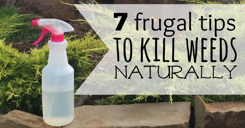 q4 plus turf herbicide mixing rates Q4 Plus Broadleaf Weed Herbicide (Controls Nutsedge, Foxtail, Crabgras–  Seed World