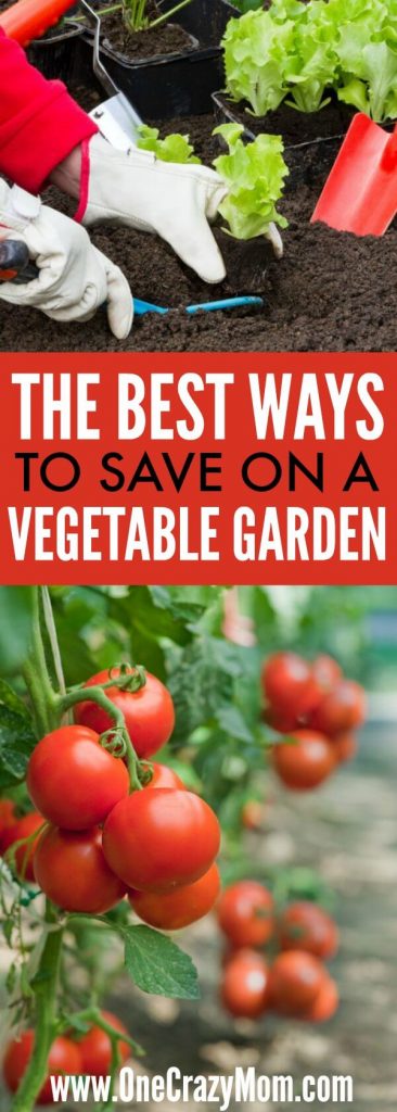 Ways to save money in the vegetable garden - The best frugal tips