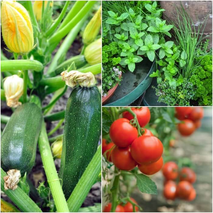 Home Gardening for Beginners. What to grow in a garden for beginners. Gardening for Beginners. Learn all about vegetable gardening for beginners. 