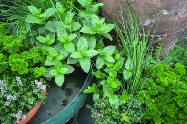 Home Gardening for Beginners. What to grow in a garden for beginners. Gardening for Beginners. Learn all about vegetable gardening for beginners. 