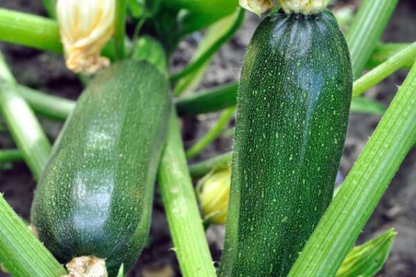 Home Gardening for Beginners. What to grow in a garden for beginners. Gardening for Beginners. Learn all about vegetable gardening for beginners. 