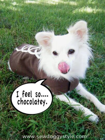 Check out these homemade dog costumes that are so cute! 15 DIY dog costumes that are quick and easy. Your dog will be the hit of the Halloween party!