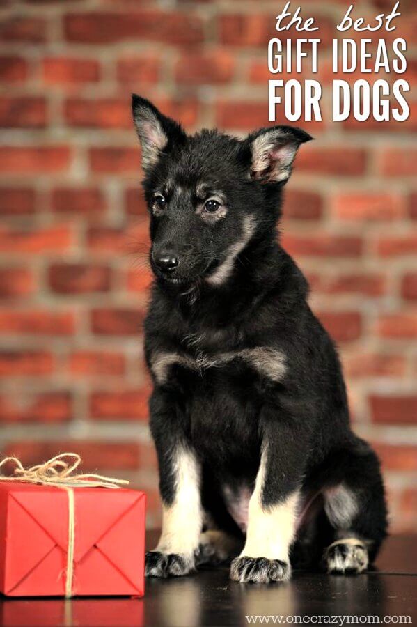 Find the best dog gifts here for your precious pup! We have 20 Dog Gift Ideas! From toys and treats to beds and blankets, there is something for all dogs! Find the best dog gifts here for your precious pup! We have 20 Dog Gift Ideas! From toys and treats to beds and blankets, there is something for all dogs!