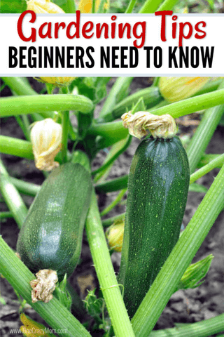 Home Gardening for Beginners. What to grow in a garden for beginners. Gardening for Beginners. Learn all about vegetable gardening for beginners. 