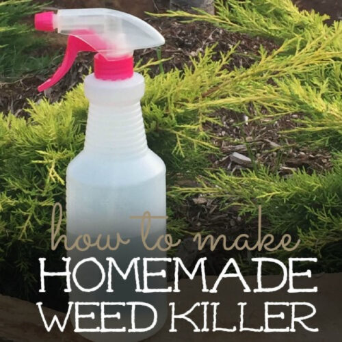 How to make weed killer - how to kill weeds naturally